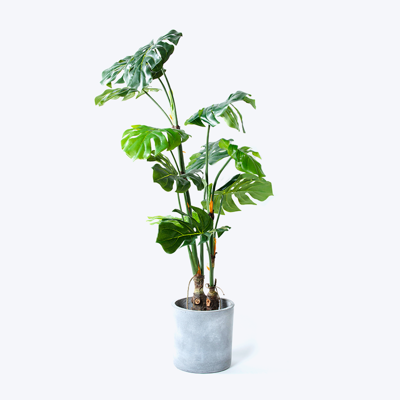 Faux plante verte et pot Monstera-m